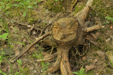 Old dry stumps on a hill against the backdrop of a green forest landscape. Summer forest landscape.