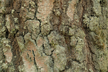 texture of old pine bark. Rough pine bark closeup.