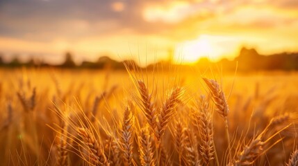 Obraz premium Golden wheat field, sunset casting golden hues