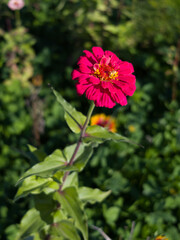 A bold red Zinnia flower in focus, surrounded by greenery, standing out against a vibrant garden background