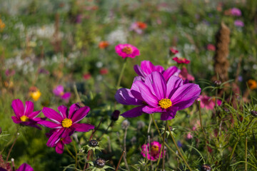 A vibrant field of pink Cosmos flowers in full bloom with a soft, colorful background of wildflowers