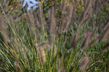 Close-up of ornamental grass with fuzzy blades swaying in the breeze, creating a soft, natural texture