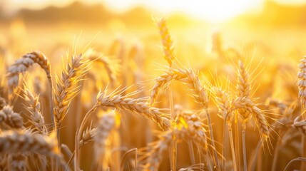 Golden wheat field, sunset casting golden hues
