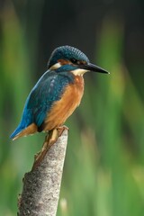Vibrant kingfisher perches on a branch, its bright blue head and back contrasting with orange chest