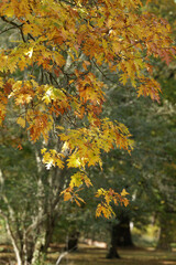 Nahaufnahme einer Eiche im Herbst