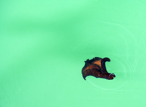 Image of a large sea hare  or Aplysia  Fasciata swimming in the Mediterranean sea