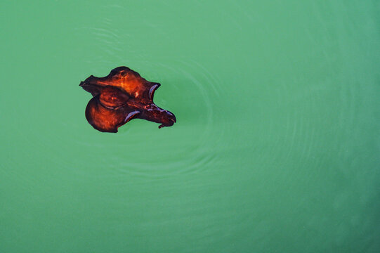 Image of a large sea hare  or Aplysia  Fasciata swimming in the Mediterranean sea