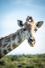 portrait of a giraffe