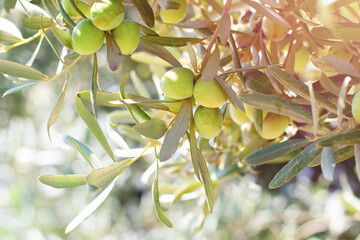 Olive tree branch with lots of green ripe fruits on it with green leaves.Harvesting cultivation farming healthy food