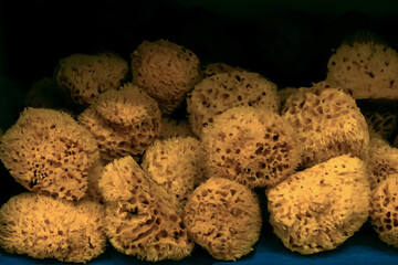A lot of sea sponges on the shelf. Natural bath washcloth