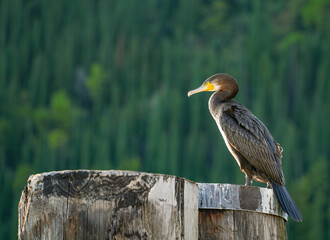 Image of a Cormoran (Phalacrocorax) seabird, sitting on a wooden pile