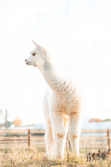 Obraz premium very beautiful calm and cute alpaca 