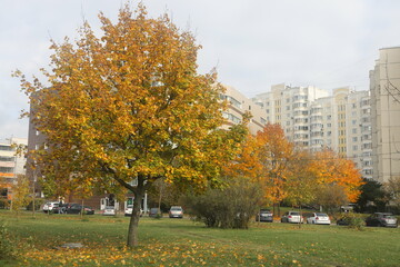 Naklejka premium autumn in the landscape park Yuzhnoye Butovo, Moscow, October 2024, 3