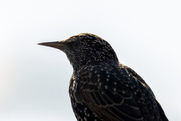 European Starling (Sturnus vulgaris) &ndash; Commonly found across Europe and Asia, Bull Island sighting