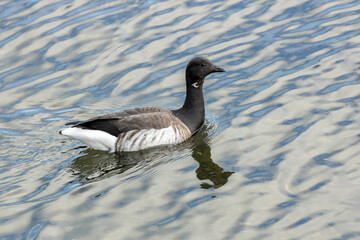 Brent Goose (Branta bernicla) in Flight – Commonly found in coastal regions, Bull Island, Ireland