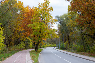 autumn forest, tall dreves with yellow foliage
