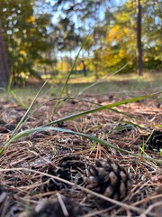 The ground in the fall woods