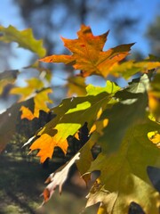 Autumn Maple Leaves with Vibrant Yellow and Green Colors