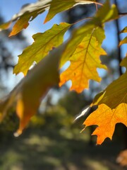 Autumn Maple Leaves with Vibrant Yellow and Green Colors