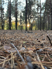 Autumn coniferous forest © Igor