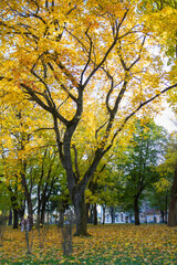 autumn forest, tall dreves with yellow foliage