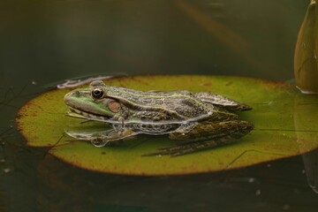 Green frog sits on a large, round lily pad