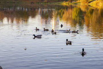 ducks swim in a pond in a city park