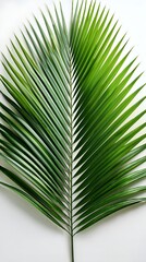 Palm leaf on a white background. 