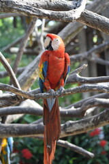 Beautiful scarlet macaw (Ara macao) red, blue and yellow plumage perched on branch with expression of curiosity at Aviario Nacional de Colombia in Cartagena