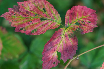 Herbstfarben im Münsterland