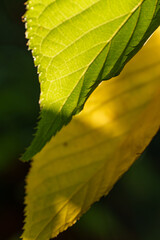 Herbstfarben im M&uuml;nsterland