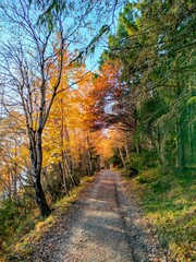 Obraz premium path in the autumn forest