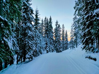 winter forest in the mountains