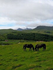 Obraz premium horse in the field