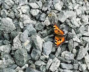 butterfly on a rock