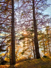 Two trees in the autumn sun in Norway