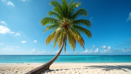 Obraz premium Tropical beach with coconut palm tree casting shadows on sand