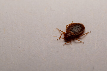 bedbug