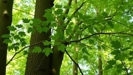 Fototapeta premium Sassafras tree with mitten shaped leaves in dappled sunlight