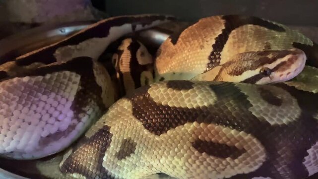 The royal python sticks out its tongue and crawls gracefully. The snake curled up in a ball slowly lowers its head down.