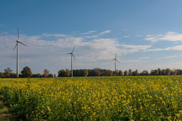 Herbstliche Landschaft in Westfalen