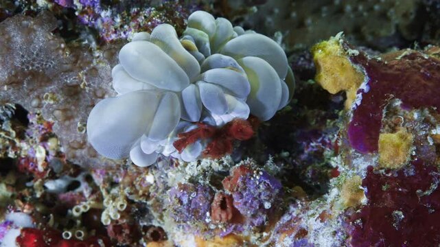 Orang outang Crab on the Coral - Indonesia