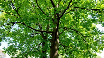 Fototapeta premium Majestic hornbeam tree with smooth gray bark and dense canopy