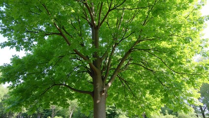 Fototapeta premium Majestic hornbeam tree with smooth gray bark and dense canopy