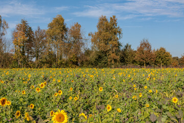 Herbstzeit im Münsterland