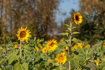 Herbstzeit im Münsterland