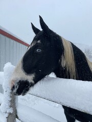 horse in snow