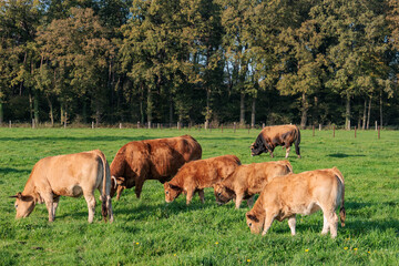 Herbstzeit im M&uuml;nsterland