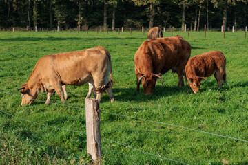 Herbstzeit im M&uuml;nsterland