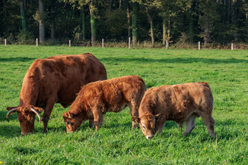 Herbstzeit im Münsterland